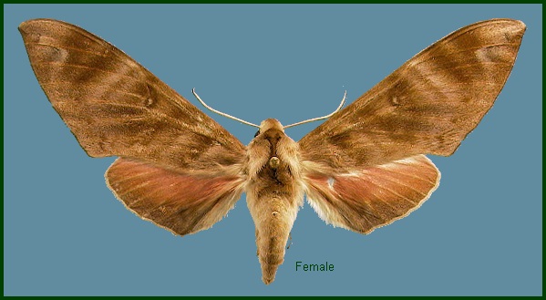 Female Opistoclanis hawkeri. Photo: © NHMUK