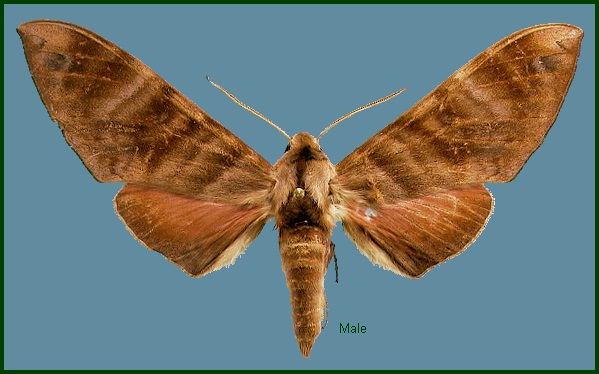 Male Opistoclanis hawkeri. Photo: © NHMUK