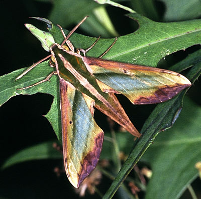 Adult Pergesa acteus, Taiwan. Photo: © Felix Lin.