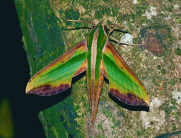 Adult Pergesa acteus, Taiwan. Photo: © Henry Tzuoo.