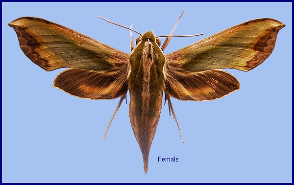 Female Pergesa acteus. Photo: © NHMUK