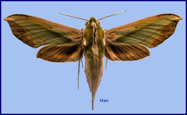 Male Pergesa acteus. Photo: © NHMUK