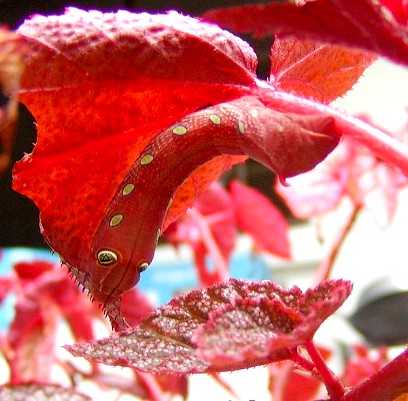 Full-grown red form larva of Pergesa acteus on Begonia, Singapore. Photo: © Leong Tzi Ming.
