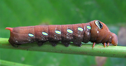 Nearly full-grown brown form larva of Pergesa acteus, Singapore. Photo: © Teo Nam Siang.