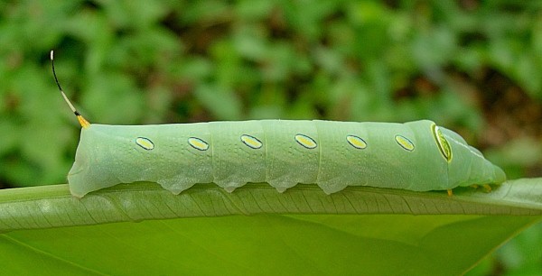 Fourth-instar green form larva of Pergesa acteus on Syngonium, Bangkok, Thailand. Photo: © Tony Pittaway.