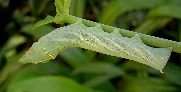 Full-grown green form larva of Pergesa acteus on Syngonium, Bangkok, Thailand. Photo: © Tony Pittaway.