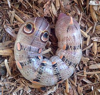 Full-grown pre-pupation larva of Pergesa acteus, Bang Bua Thong, Nonthaburi, Thailand, 25.i.2015. Photo: © Danny Kruger.