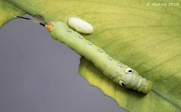 Green form larva of Pergesa acteus with parasite cocoon, Wuhan, Hubei, China, 2018. Photo: © He JiBai, 2018.