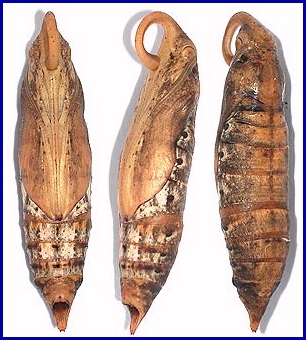 Pupa of Pergesa acteus, Hong Kong, China. Photo: © Roger Kendrick