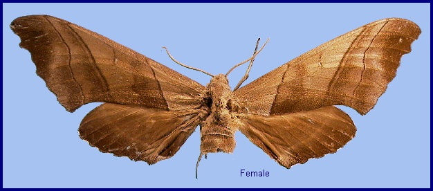 Female Polyptychus chinensis. Photo: © NHMUK