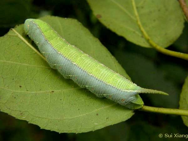 Full-grown larva of Polyptychus chinensis, Lotus Park, Baihe District, Tainan City, Taiwan, 18.ix.2014, 41m. Photo: © Sui Xiang, courtesy Taiwan Moth Information Center.