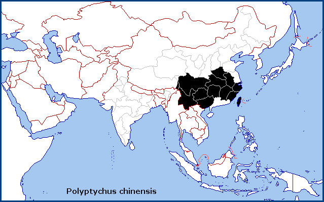 Global distribution of Polyptychus chinensis. Map: © Tony Pittaway.