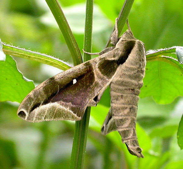 Adult Parum colligata in normal resting posture, Taiwan. Photo: © Felix Lin.