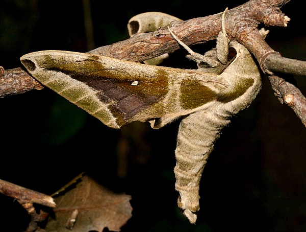 Adult Parum colligata in normal resting posture, Jiucai Ling, Guizhou, China. Photo: © Viktor Sinjaev.