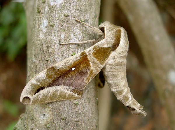 Adult Parum colligata in normal resting posture, Mai Chau, Hoa Binh Province, Vietnam, 01.v.2011. Photo: © Tony Pittaway.