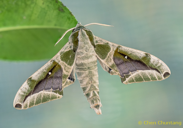 Adult Parum colligata in alert posture, Kuocang Mountain Nature Reserve, Zhejiang, China, 21.v.2015. Photo: © Chen Chuntang.