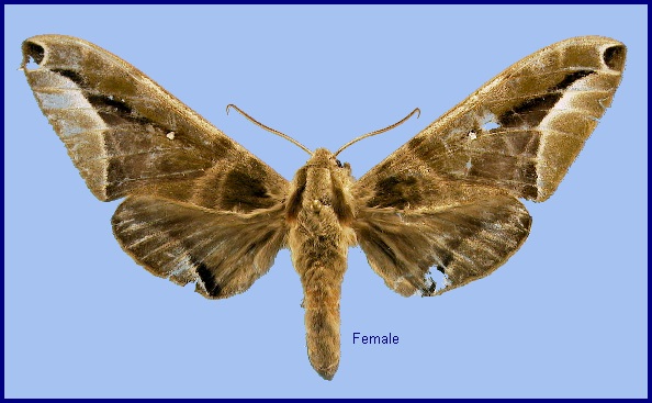 Female Parum colligata. Photo: © NHMUK