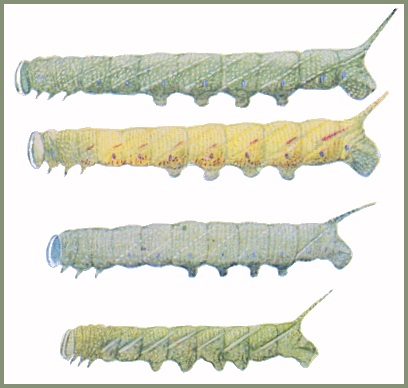 Full-grown larval colour forms of Parum colligata. Image: Mell, 1922b