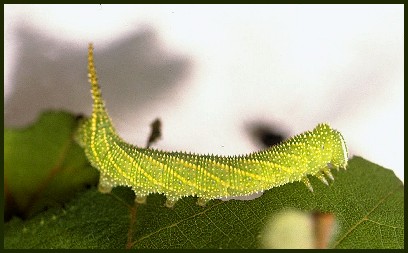 Part-grown final instar green form larva of Parum colligata, Taiwan. Photo: © C.S. Lin