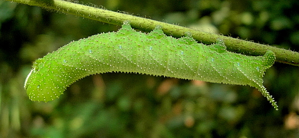Full-grown final instar green form larva of Parum colligata, Beijing Botanical Garden, China, 06.ix.2005. Photo: © Tony Pittaway.