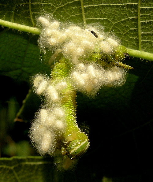 Final instar green form larva of Parum colligata with braconid parasitoids (and hyperparasitoid), Beijing Botanical Garden, China, 06.ix.2005. Photo: © Tony Pittaway.