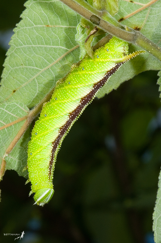 Full-grown final instar mottled form larva of Parum colligata, Shikanshuei, Sindian, Taipei Hsien, Taiwan. Photo: © Shipher Wu.