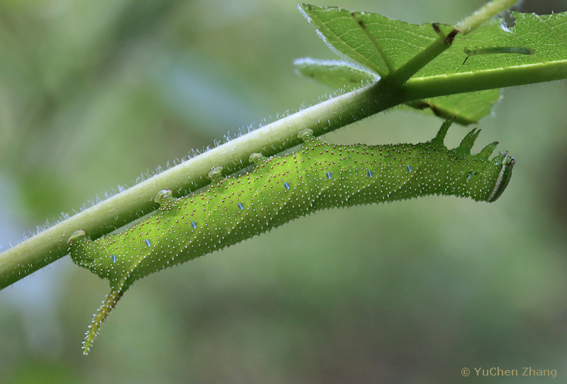 Near full-grown final instar green form larva of Parum colligata, Beijing Botanical Garden, China, viii.2023. Photo: © Zhang YuChen.