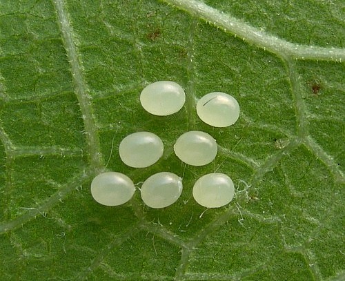 Eggs of Parum colligata, Beijing, China. Photo: © Tony Pittaway.