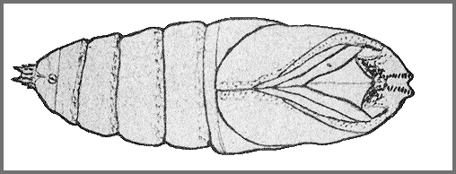 Pupa of Parum colligata. Image: Mell, 1922b