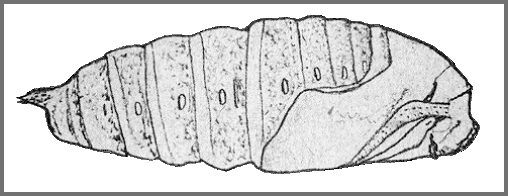 Pupa of Parum colligata. Image: Mell, 1922b