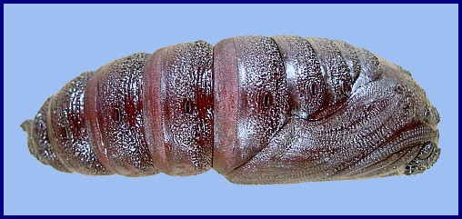 Pupa of Parum colligata, Beijing, China. Photo: © Tony Pittaway.