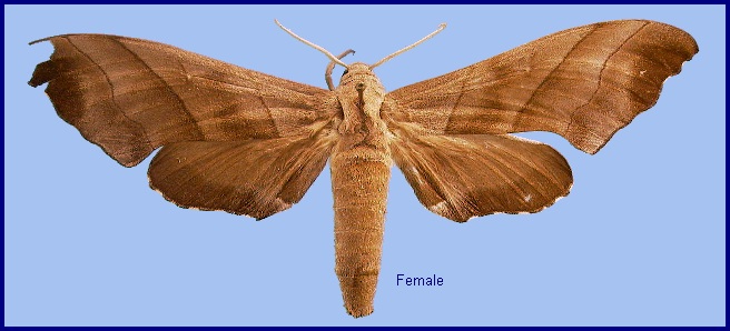 Female Polyptychus trilineatus. Photo: © NHMUK