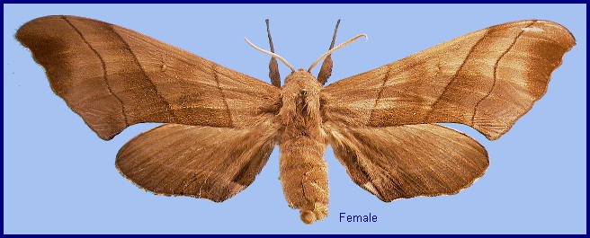 Female Polyptychus trilineatus. Photo: © NHMUK