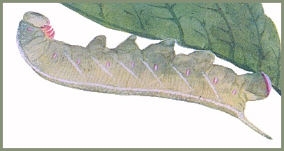 Full-grown plain form larva of Polyptychus trilineatus. Image: Mell, 1922b