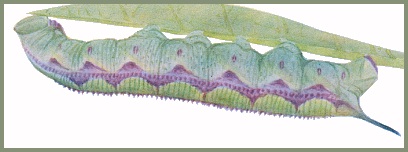 Full-grown marked form larva of Polyptychus trilineatus. Image: Mell, 1922b