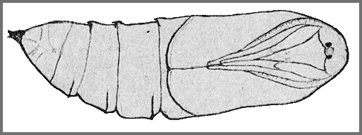 Pupa of Polyptychus trilineatus. Image: Mell, 1922b