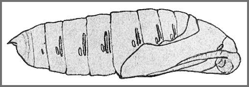 Pupa of Polyptychus trilineatus. Image: Mell, 1922b