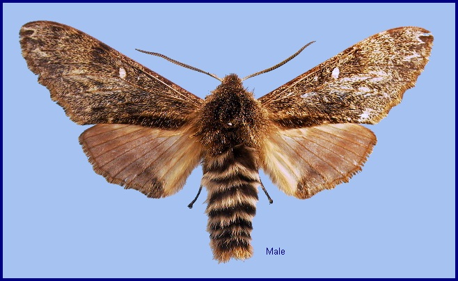 Male Pentateucha curiosa. Photo: © NHMUK