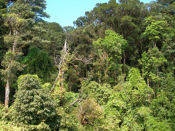 Typical habitat of Pentateucha curiosa, Doi Inthanon, Thailand, 2500m. Photo: © Tony Pittaway