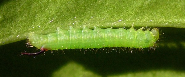 First instar larva of Pentateucha curiosa, Doi Inthanon, Thailand. Photo: © Tony Pittaway