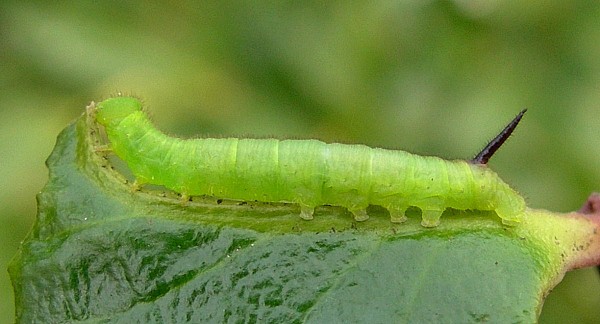 Second instar larva of Pentateucha curiosa, Doi Inthanon, Thailand. Photo: © Tony Pittaway