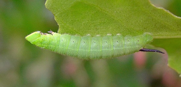 Third instar larva of Pentateucha curiosa, Doi Inthanon, Thailand. Photo: © Tony Pittaway