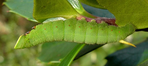 Fourth instar larva of Pentateucha curiosa, Doi Inthanon, Thailand. Photo: © Tony Pittaway