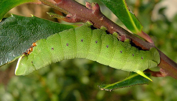 Half-grown fifth instar larva of Pentateucha curiosa (in sun), Doi Inthanon, Thailand. Photo: © Tony Pittaway