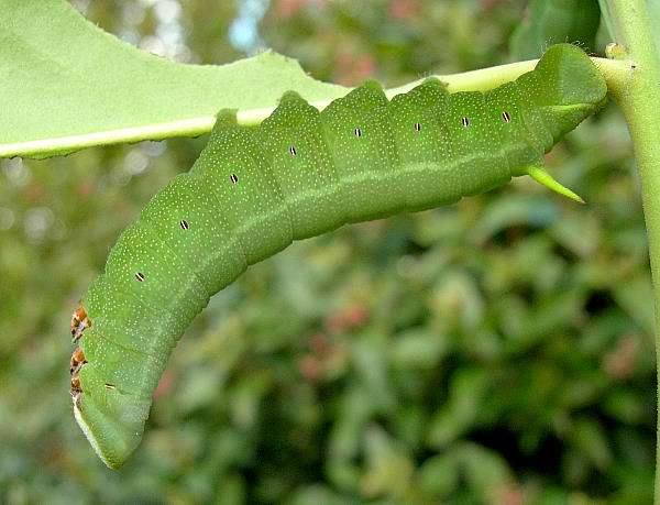 Fifth instar larva of Pentateucha curiosa (in shade), Doi Inthanon, Thailand. Photo: © Tony Pittaway