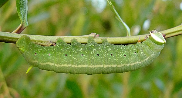 Full-grown fifth instar larva of Pentateucha curiosa (in shade), Doi Inthanon, Thailand. Photo: © Tony Pittaway