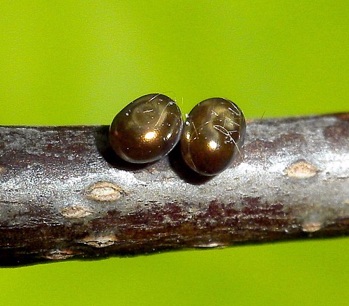 Eggs of Pentateucha curiosa, Doi Inthanon, Thailand. Photo: © Tony Pittaway