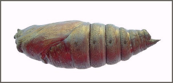 Pupa of Pentateucha curiosa (lateral view), Doi Inthanon, Thailand. Photo: © Tony Pittaway