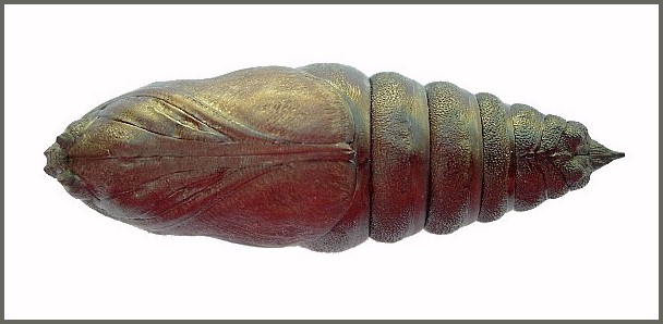 Pupa of Pentateucha curiosa (ventral view), Doi Inthanon, Thailand. Photo: © Tony Pittaway