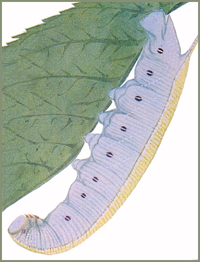Full-grown larva of Polyptychus dentatus. Image: Mell, 1922b